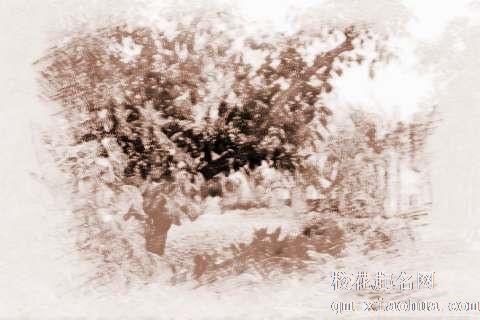 梦见树木盛开　周公解梦之梦到树木盛开