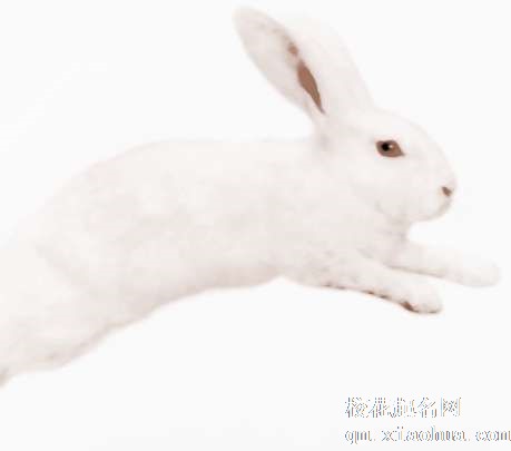 梦见吃起兔肉　周公解梦之梦到吃起兔肉