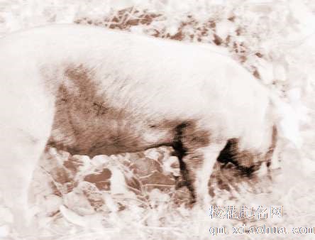 梦见黑猪咬我　周公解梦之梦到黑猪咬我