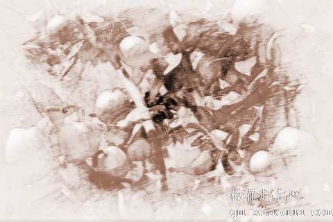 梦见满树梨子　周公解梦之梦到满树梨子