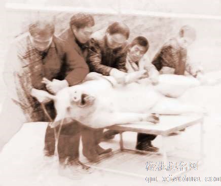 梦见猪被杀死　周公解梦之梦到猪被杀死