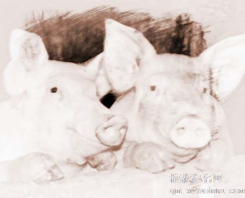 梦见猪圈、猪　周公解梦之梦到猪圈、猪