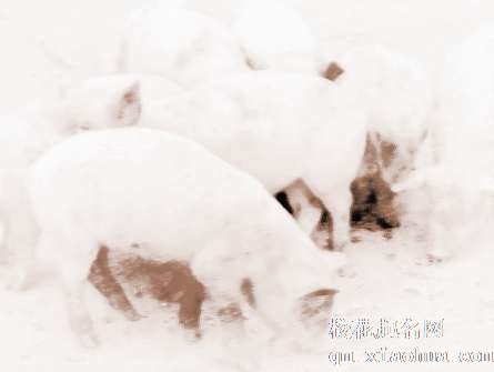 梦见小猪吃食　周公解梦之梦到小猪吃食