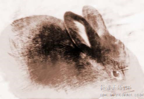 梦见好多兔崽　周公解梦之梦到好多兔崽