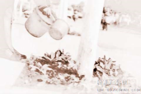 梦见大树浇水　周公解梦之梦到大树浇水