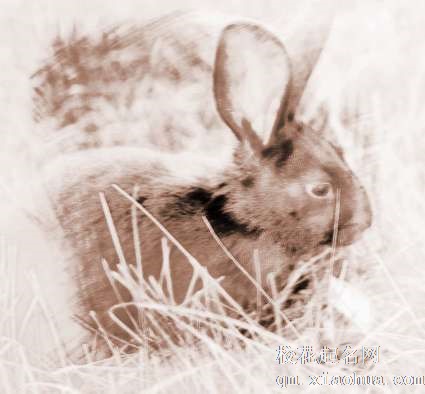 梦见黑色小兔　周公解梦之梦到黑色小兔