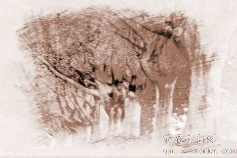 梦见很多大树　周公解梦之梦到很多大树