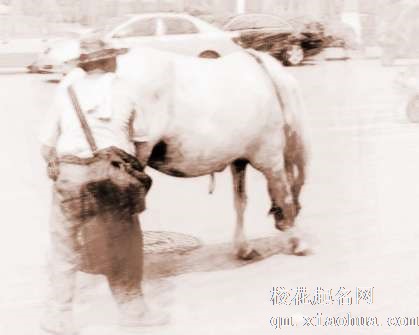 梦见马匹拉屎　周公解梦之梦到马匹拉屎