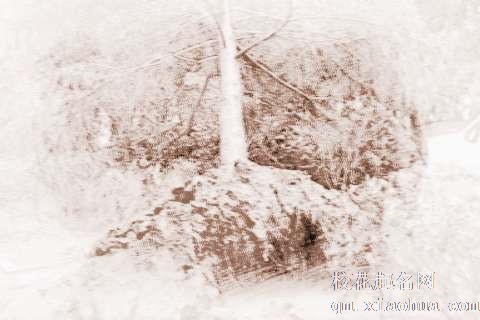 梦见拔起大树　周公解梦之梦到拔起大树