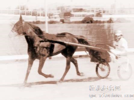 梦见马行拉车　周公解梦之梦到马行拉车