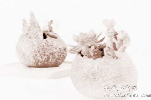 梦见搬花盆　周公解梦之梦到搬花盆