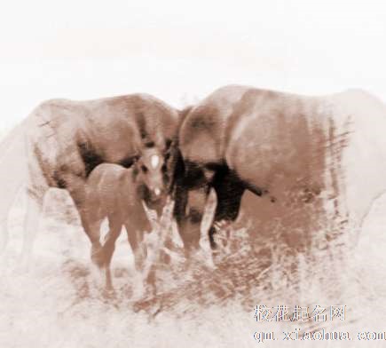 梦见红色马走　周公解梦之梦到红色马走