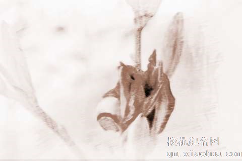 梦见花朵枯萎　周公解梦之梦到花朵枯萎