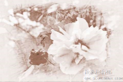 梦见花开花谢　周公解梦之梦到花开花谢