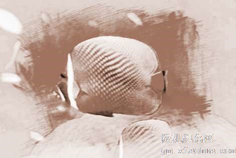 梦见 梦见捉很多鱼　周公解梦之梦到 梦见捉很多鱼