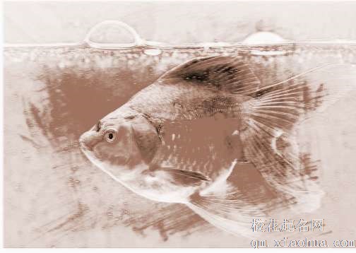 梦见小鱼死了　周公解梦之梦到小鱼死了