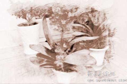 梦见家里的花　周公解梦之梦到家里的花