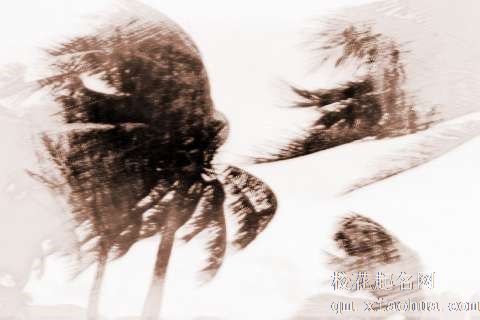 梦见大风吹树　周公解梦之梦到大风吹树