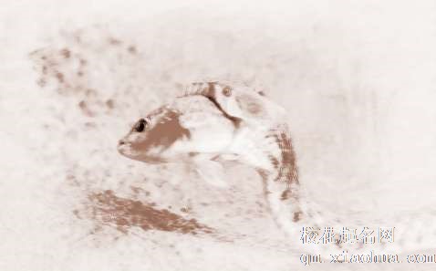 梦见蛇和鱼　周公解梦之梦到蛇和鱼