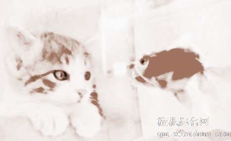 梦见鱼和猫　周公解梦之梦到鱼和猫