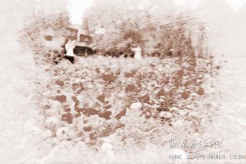 梦见各色的花　周公解梦之梦到各色的花