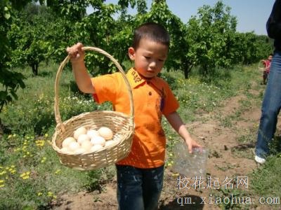 梦见捡鸡蛋周公解梦，梦见捡鸡蛋是什么意思？