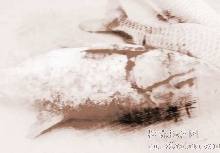 梦见捉鱼杀鱼　周公解梦之梦到捉鱼杀鱼