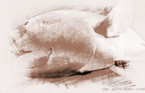 梦见鱼张着嘴　周公解梦之梦到鱼张着嘴