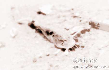 梦见鱼在岸上　周公解梦之梦到鱼在岸上