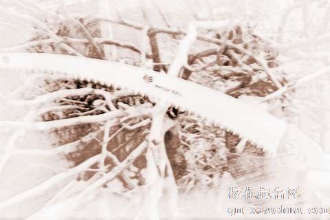 梦见锯掉树木　周公解梦之梦到锯掉树木