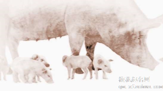 梦见猪被打死　周公解梦之梦到猪被打死