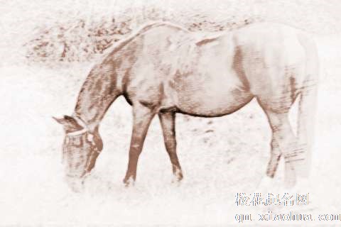 梦见马吃着草　周公解梦之梦到马吃着草