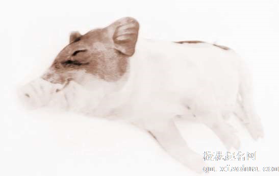 梦见猪咬自己　周公解梦之梦到猪咬自己