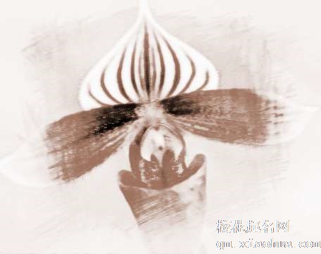 梦见载起花朵　周公解梦之梦到载起花朵