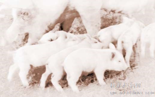 梦见猪掉水里　周公解梦之梦到猪掉水里