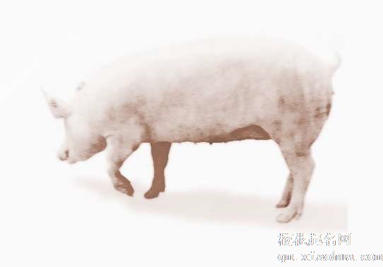 梦见2只猪　周公解梦之梦到2只猪