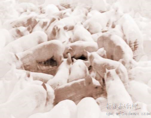 梦见猪拱自己　周公解梦之梦到猪拱自己