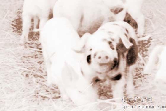 梦见踩到猪屎　周公解梦之梦到踩到猪屎