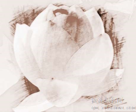 梦见吃着花瓣　周公解梦之梦到吃着花瓣