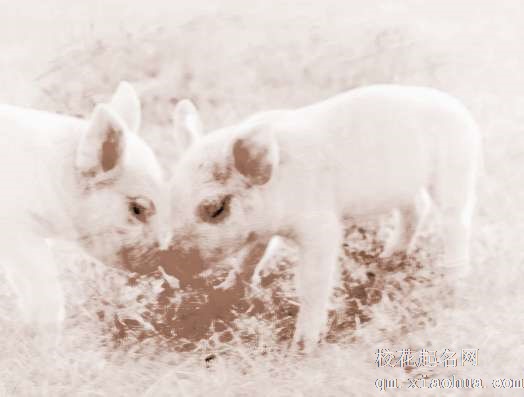 梦见两头白猪　周公解梦之梦到两头白猪