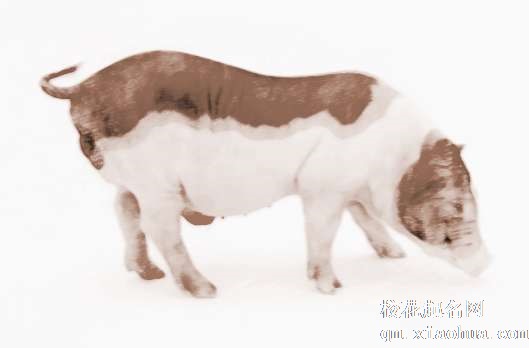 梦见很多白猪　周公解梦之梦到很多白猪