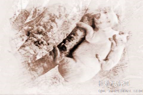 梦见梦见猪在上树　周公解梦之梦到梦见猪在上树