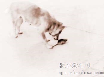 梦见狗咬耗子　周公解梦之梦到狗咬耗子