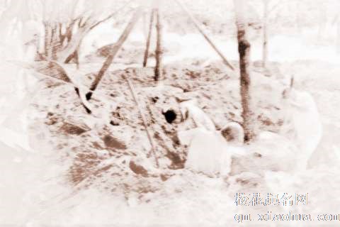 梦见挖起大树　周公解梦之梦到挖起大树