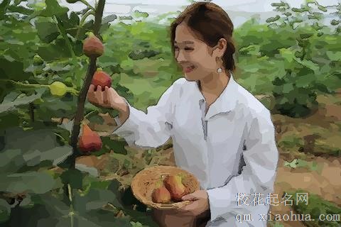 梦见摘无花果