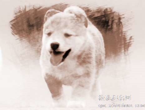 梦见狗掉牙　周公解梦之梦到狗掉牙