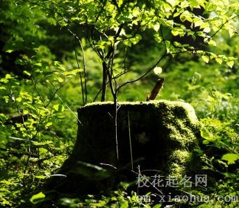 梦见砍伐大树周公解梦，梦见砍伐大树是什么意思？