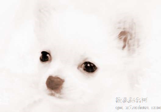 梦见狗冲我叫　周公解梦之梦到狗冲我叫