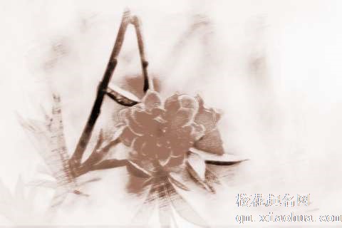 梦见花折了　周公解梦之梦到花折了