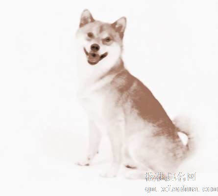 梦见狗狗生病　周公解梦之梦到狗狗生病